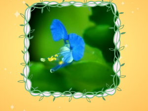 Ұ��������Щ��Ч Ұ�����η�ʪ�Թؽ���