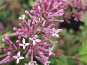 Ұ����Ĺ�Ч���� Ұ������θ������