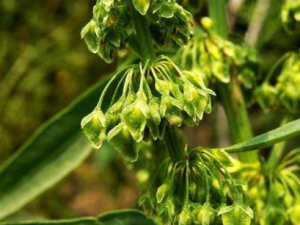 ����Ҷ����Щ��Ч ����Ҷ�γ�����Ѫ����ؽ᲻ͨ