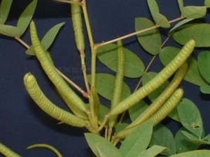 Ұ�ⶹ����Щ��Ч Ұ�ⶹ�θ�Ů�״�