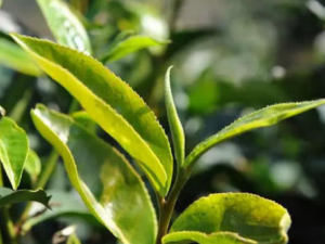 Ұ���ӵĹ�Ч���� Ұ�������Ƚⶾ���˷��ð