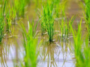 ����Ĺ�Ч���� �������������θк�ͷ�߷���