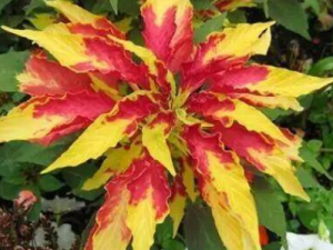 ������Ĺ�Ч���� �������κ����