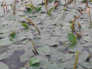 ���Ӳ˵Ĺ�Ч���� ���Ӳ��γ�����Ѫ