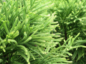 ���ݾ��صĹ�Ч���� ���ݾ�����̵������