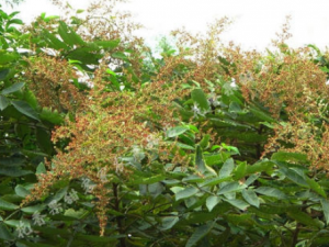 �����ӵĹ�Ч���� ��������Ӹ������