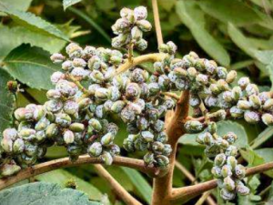 ����ľ���Ĺ�Ч���� ����ľ����Ӹ������