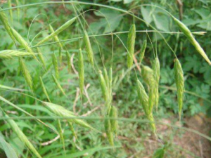 ǻ߷ǳĵ вҩ޸