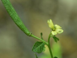 ��ǲݵĹ�Ч���� ��ǲ��ε�������