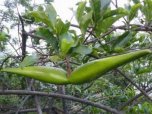 ���������Щ��Ч �������������ʹ