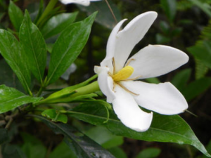 ��ɽ֦����Щ��Ч ��ɽ֦��С���ǹ�����