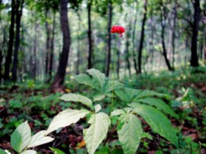 ���˲εĹ�Ч���� ���˲�ֹѪ��ʹ�����˳�Ѫ