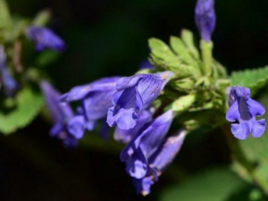 �������Ĺ�Ч���� ����������з���