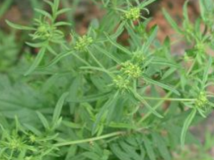 �Ұܽ�����Щ��Ч �Ұܽ����λ���