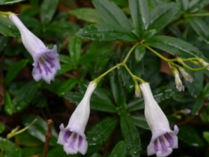 ����������Щ��Ч ���������θ�ð�纮����