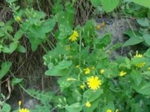 ����Ĺ�Ч���� ������ƫͷʹ