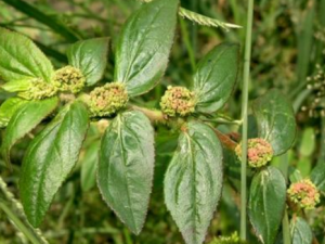 ����ҩ�Ĺ�Ч���� ����ҩ�����ʪ��Ƣθ