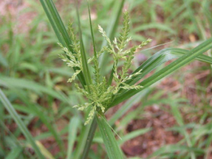 ���ظ��Ĺ�Ч���� ���ظ��θ���Ѫ��