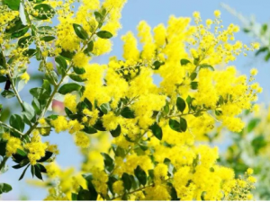 Ѽ����������Щ��Ч Ѽ�������ν����ŧӸ