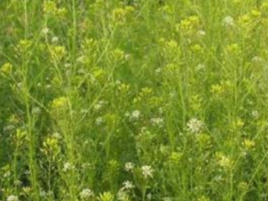 ����ľ��ɢ����Щ��Ч ����ľ��ɢ��ʪ��������