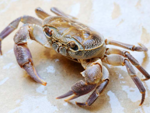 �з�����ܳ��� �����з������ЩΣ��