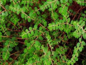 Ѫ����Ĺ�Ч Ѫ�������¾�����