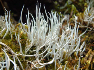 ѩ��Ĺ�Ч���� ѩ����θ����ʹ