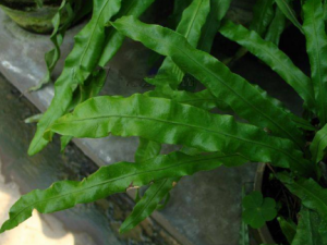 ����β�Ĺ�Ч���� ����β�η����Ѫ