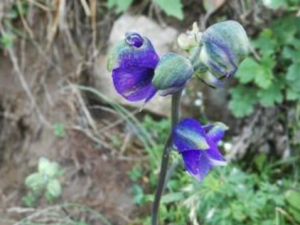 ѩ�ڵĹ�Ч���� ѩ���η��׷���