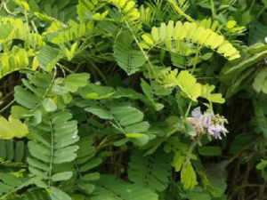 �ⶤ�ӵĹ�Ч���� �ⶤ���θ�Ů���鲻��