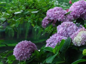 �����������Щ��Ч ���������С��Ʀ�ṥ��