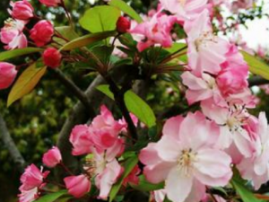 ����Ұ��������Щ��Ч ����Ұ�����η�ʪ�Թؽ���