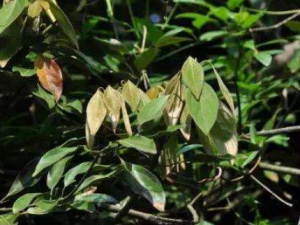 ��ľ�Ĺ�Ч���� ��ľ��θ����ʹ