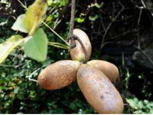 ½ľͨЩЧ ½ľͨμ԰