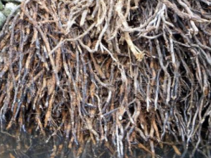 ��ާ���Ĺ�Ч���� ��ާ���ε���