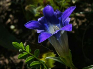 �ĵ�������Щ��Ч �ĵ�������ʳ������