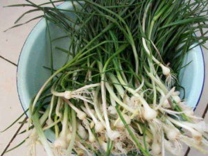 ޯҶ����Щ��Ч ޯҶ�η�������