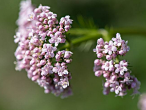 �Ӳ�����Щ��Ч �Ӳ�����˥�����񾭲�