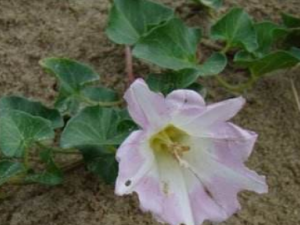 Т�Ȳݸ�����Щ��Ч Т�Ȳݸ��η�ʪ�Թؽ���ʹ