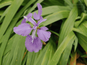 С��Ƥͷ����Щ��Ч С��Ƥͷ�ε�������