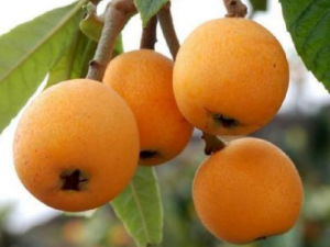 СҶ���˵Ĺ�Ч СҶ������������������