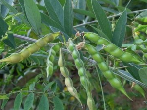 СҶ������Щ��Ч СҶ������Ƿ�