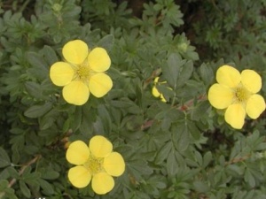 СҶ����÷����Щ��Ч СҶ����÷������ˮ�κ�ʪ����