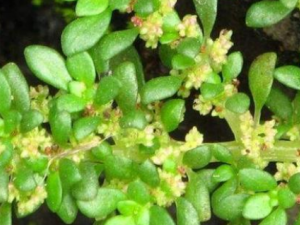 СҶ�𻨲�����Щ��Ч СҶ�𻨲����˷��ð