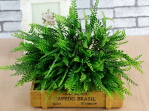 СҶ���β�ͲݵĹ�Ч СҶ���β�Ͳ���Ŀ����ʹ