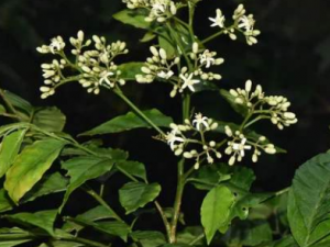 СܿľЩЧ Сܿľεʹ