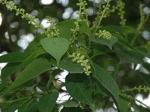 СҶ˫��������Щ��Ч СҶ˫�����η�ʪ�Թؽ���