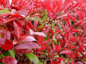 СҶʯ骵Ĺ�Ч СҶʯ�����ʹ