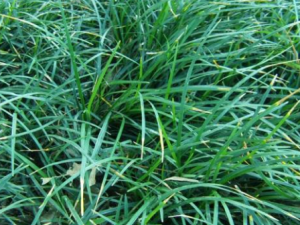 СҶɽ��β�ͲݵĹ�Ч���� СҶɽ��β�Ͳ�����֫����