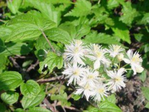 С�����ٵĹ�Ч С�������ε�������